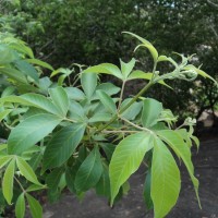 Vitex altissima L.f.